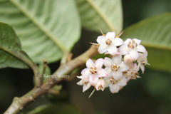 Ardisia stonei